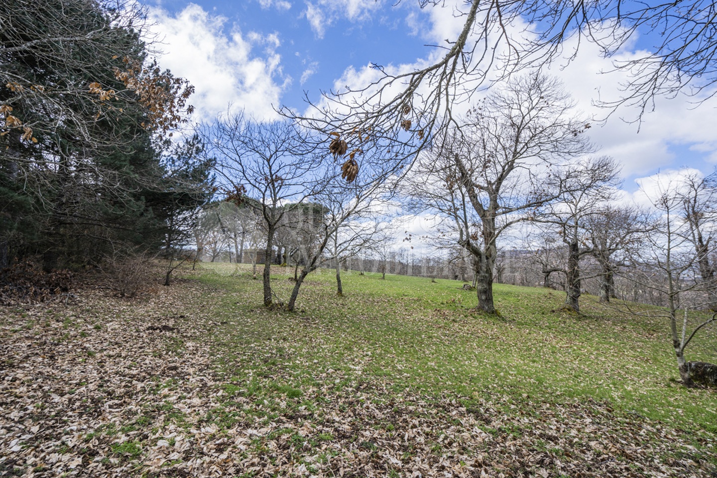Viterbo, terreno novepani – Nicola Palozzi VIT02-gxmV Viterbo, Strada Novepani