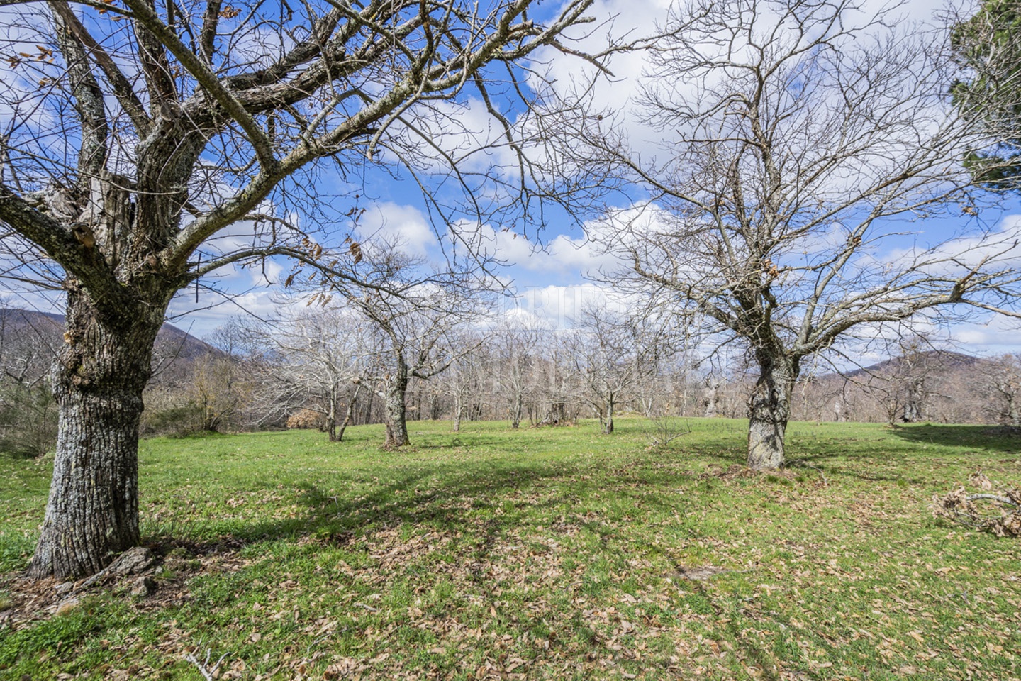 Viterbo, terreno novepani – Nicola Palozzi VIT13-gxmV Viterbo, Strada Novepani