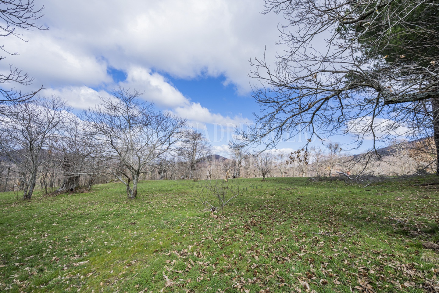 Viterbo, terreno novepani – Nicola Palozzi VIT14-gxmV Viterbo, Strada Novepani