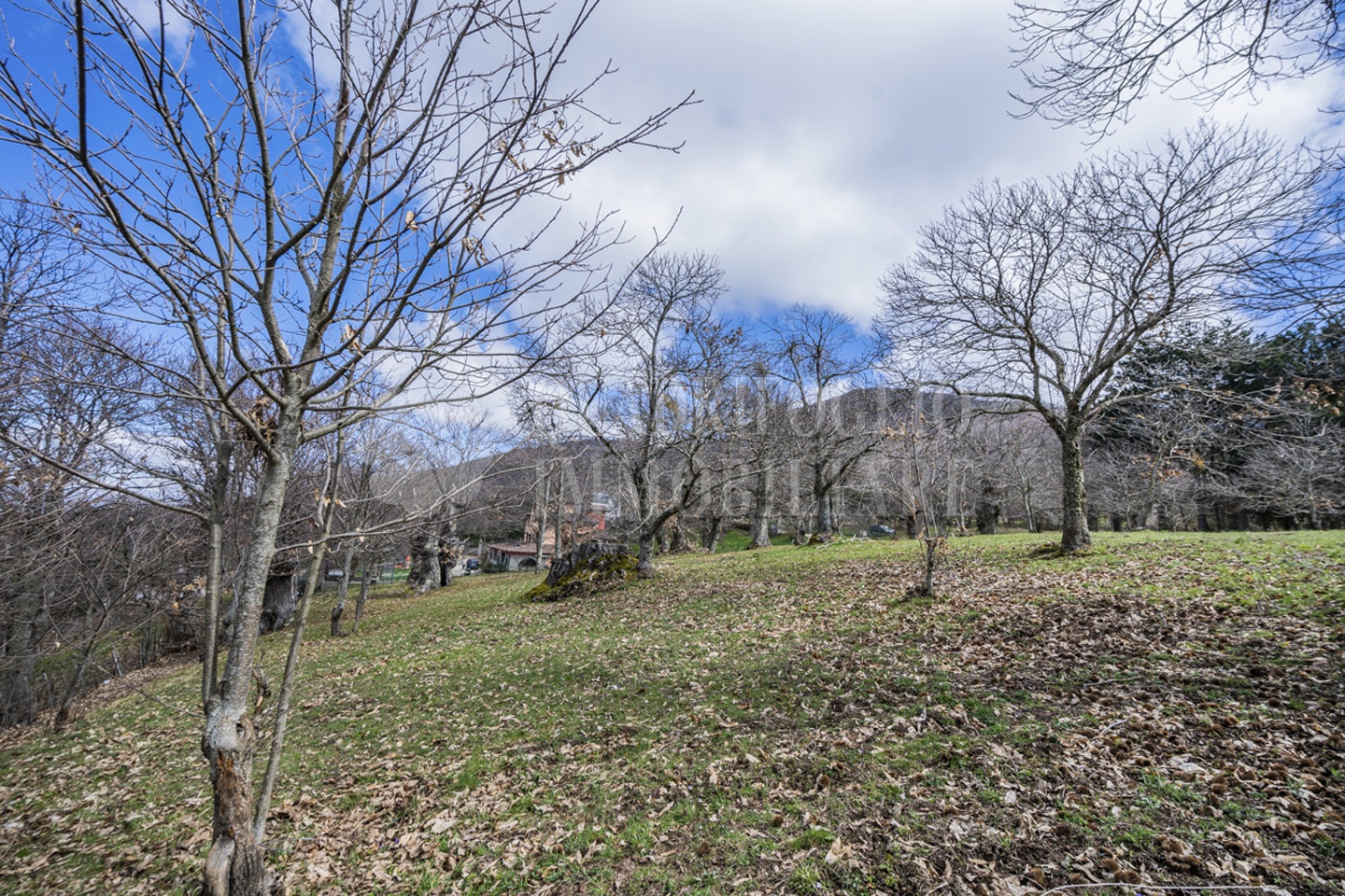 Viterbo, terreno novepani – Nicola Palozzi VIT23-gxmV Viterbo, Strada Novepani